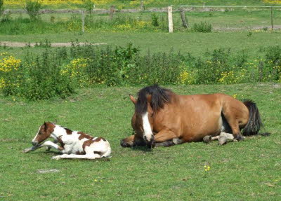 2009 Pferde Sissy Fohlen