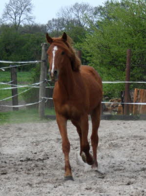 2010 Pferde Jonny 04