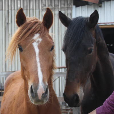 2010 Pferde Jonny 06